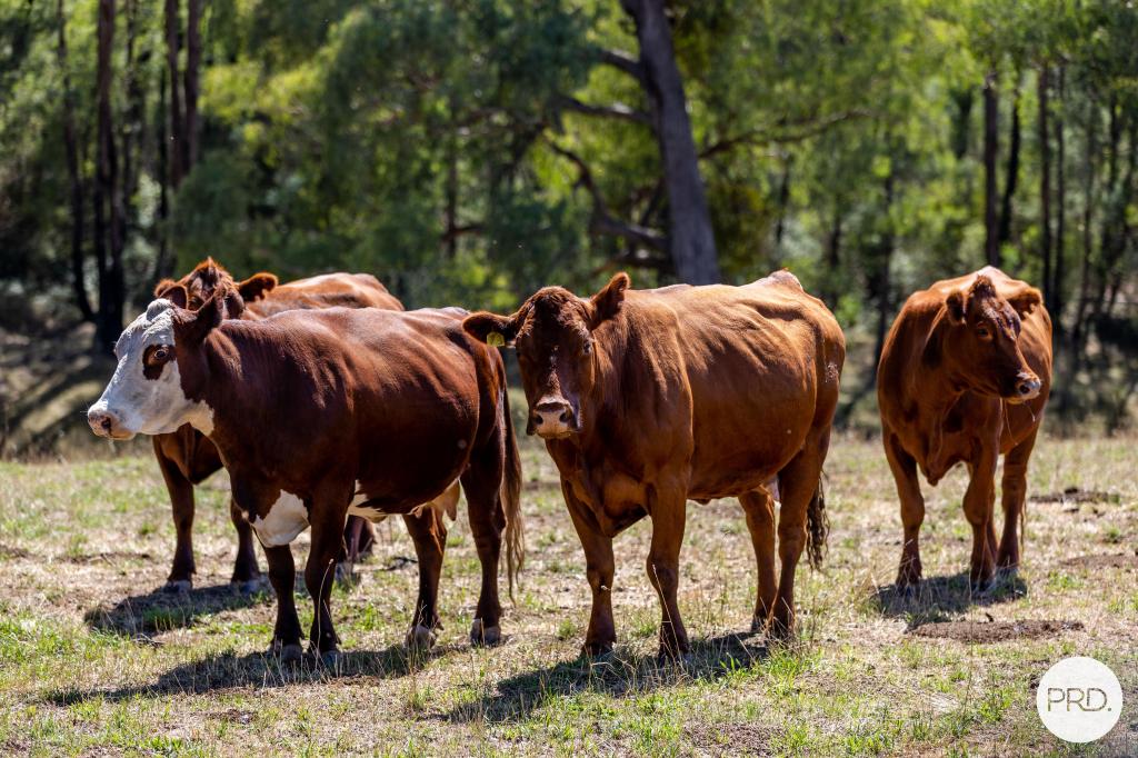 1100 Batlow Rd, Tumbarumba, NSW 2653