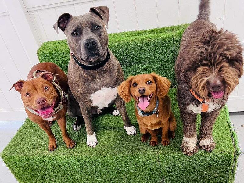  Dogwise Daycare, Cheltenham, SA 5014