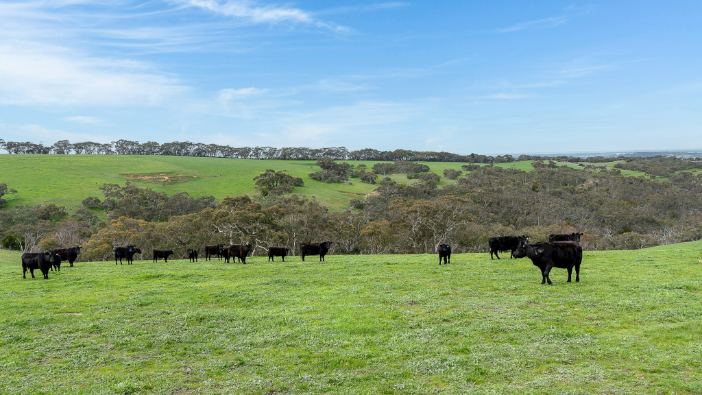 Norgrove Mount Magnificent Rd, Mount Magnificent, SA 5210