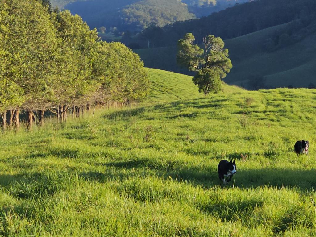 1989 Waukivory Road, Waukivory Via, Gloucester, NSW 2422