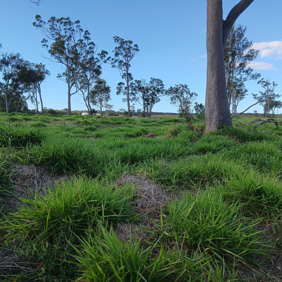 Lot 1/133 Price St, Kensington, QLD 4670