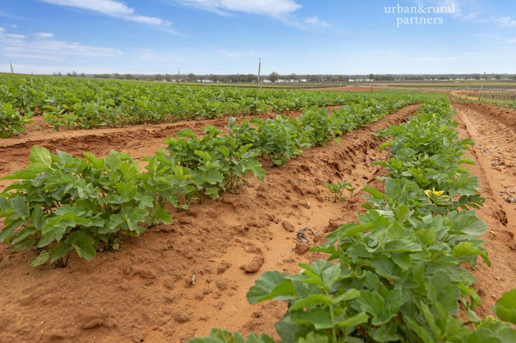 Lot 38 Loveday Rd, Cobdogla, SA 5346