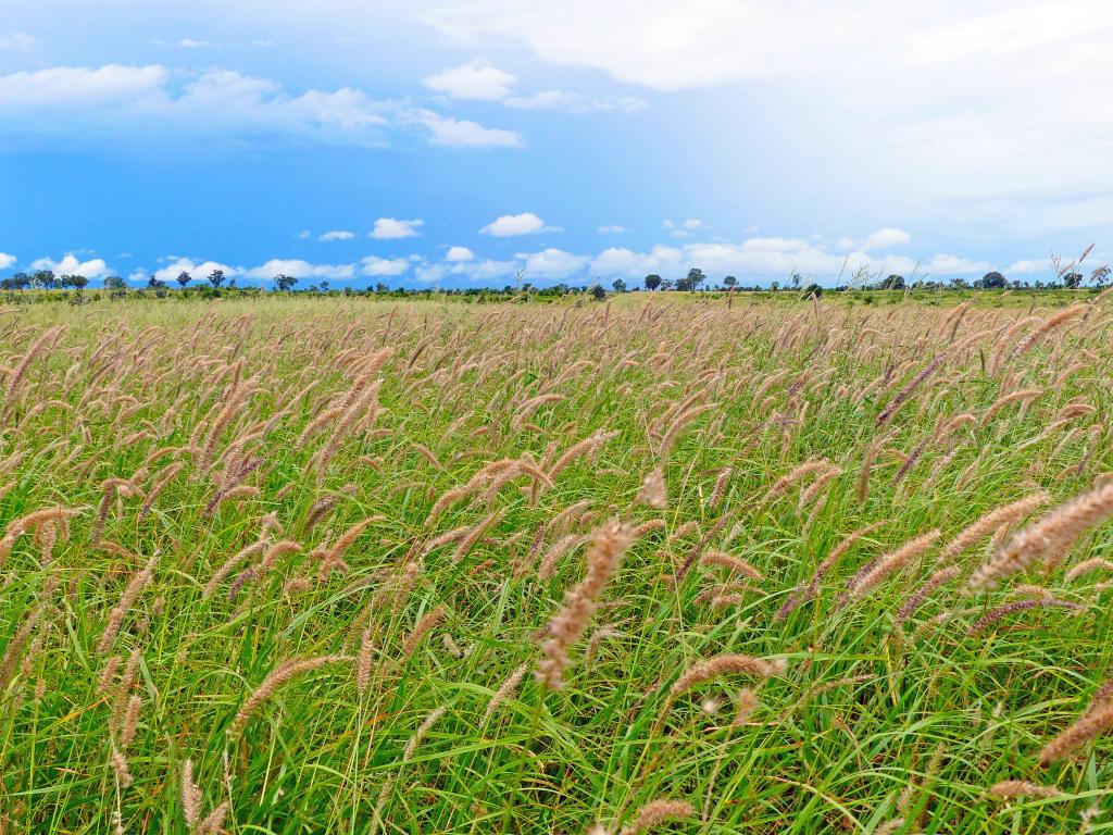 "Wavering Downs"/1467 Pasha Rd, Pasha, QLD 4721