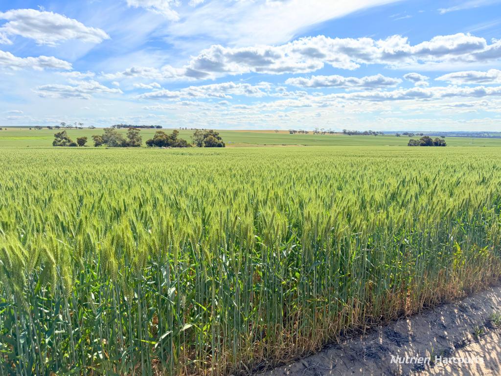 "Mirrabinda" Lot 3882 Brooksbank Rd, Cunjardine, WA 6401