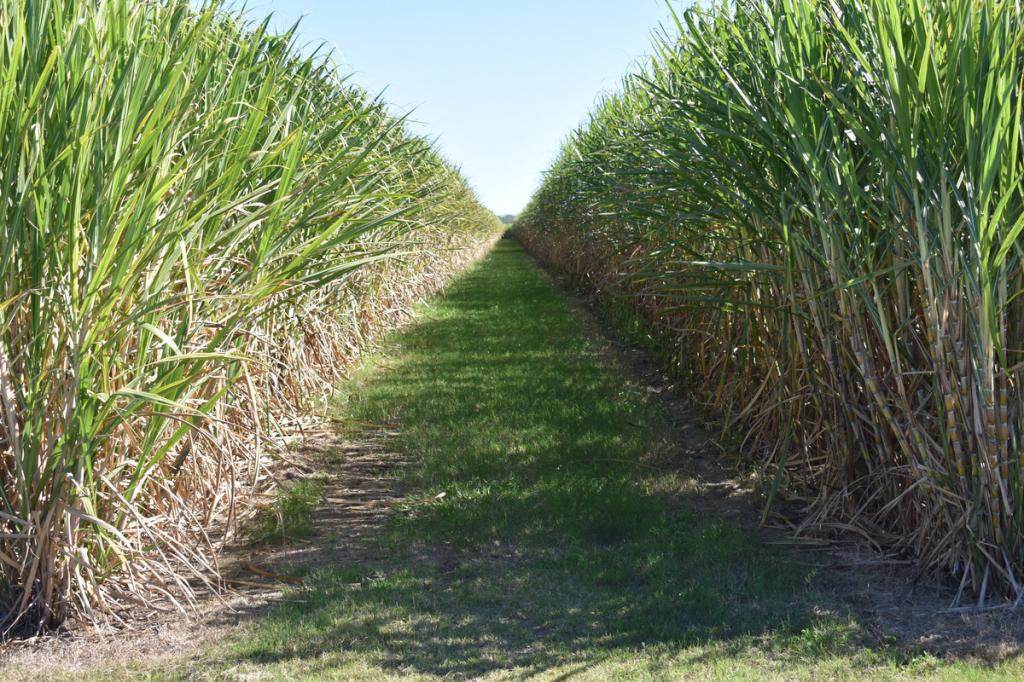 249 Hills Rd, Welcome Creek, QLD 4670