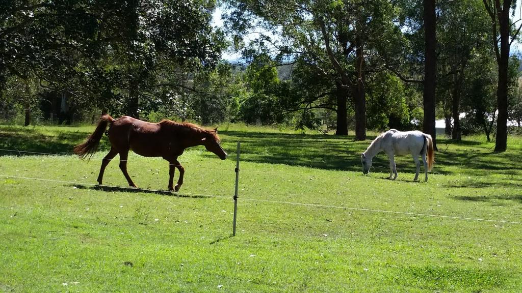 Contact Agent For Address, Yorklea, NSW 2470