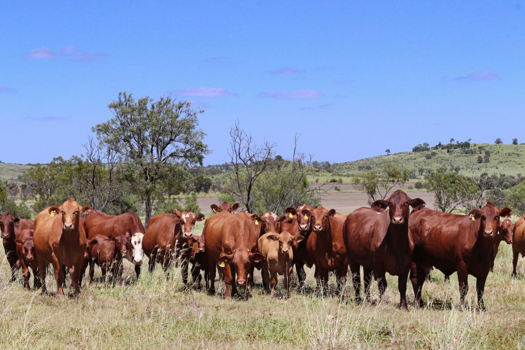 "The Farm" 1282 Semples Rd, Thangool, QLD 4716