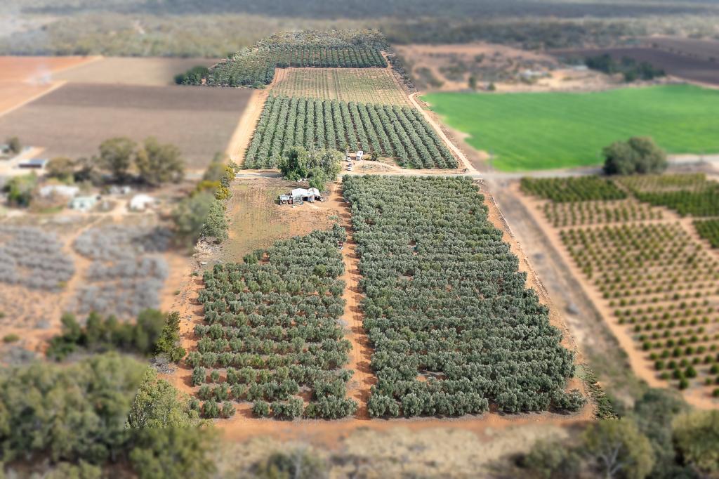 334 Katarapko Cres, Winkie, SA 5343