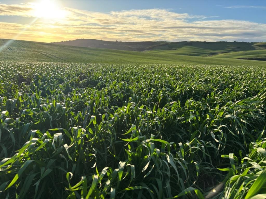 Lot 5 Mcavaney Lane, Whites Flat, SA 5607