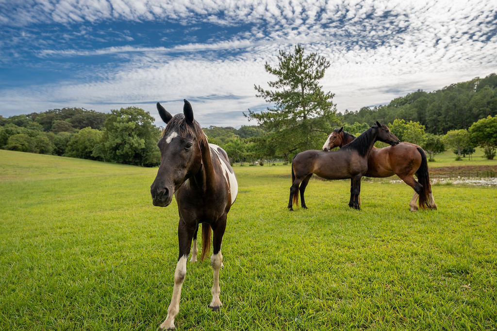 258 Bli Bli Rd, Bli Bli, QLD 4560