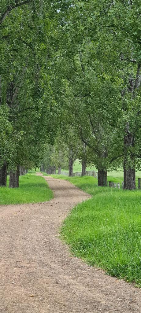 1301 Chichester Dam Road, Bandon Grove, Via, Dungog, NSW 2420