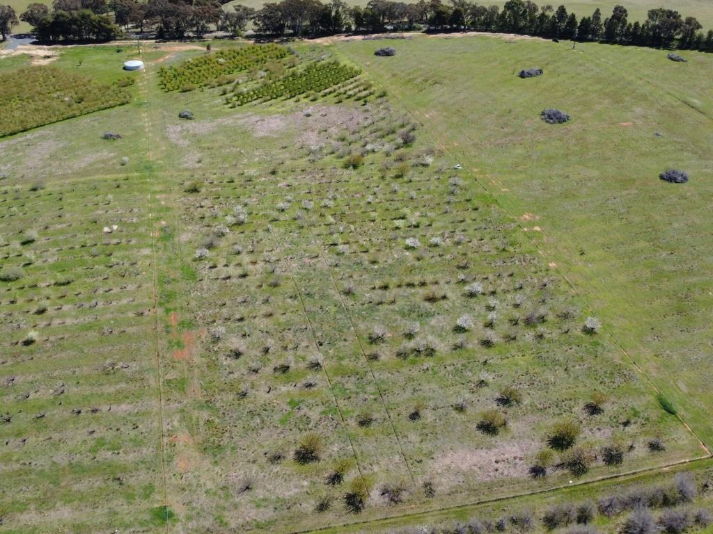 264 Scenic Rd, Young, NSW 2594