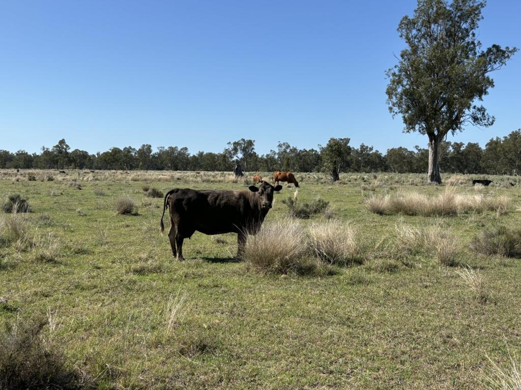 Contact Agent For Address, Goondiwindi, QLD 4390