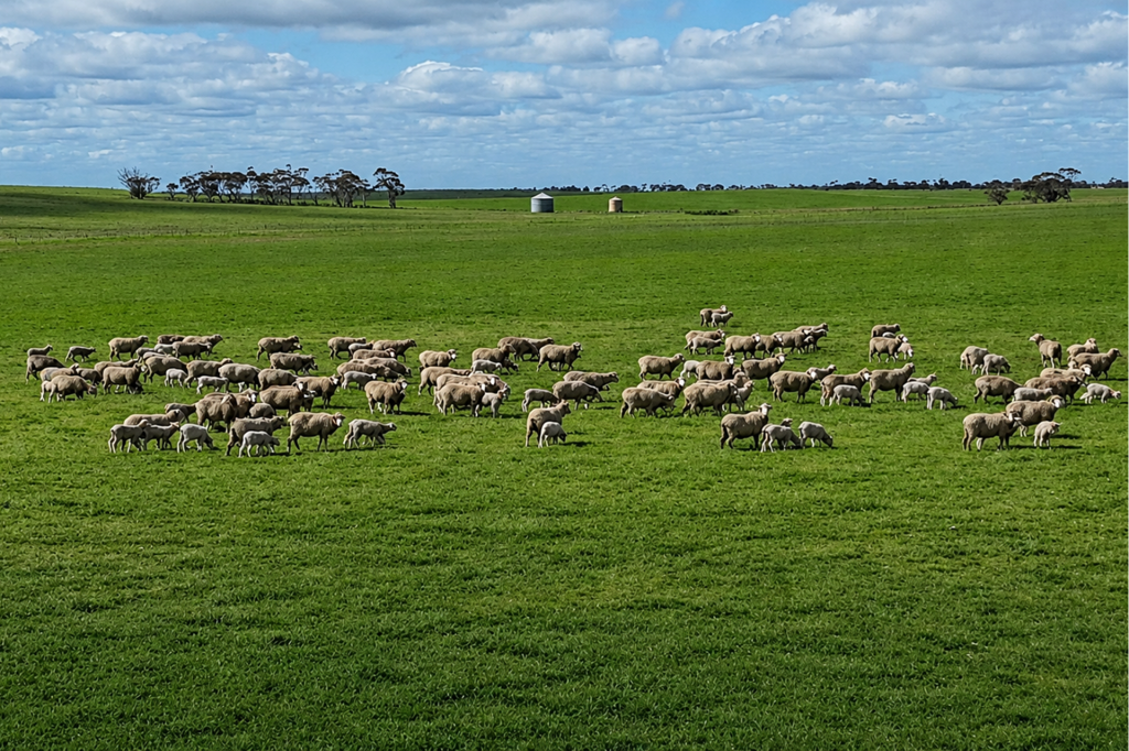 A100 Greenways Rd, Nildottie, SA 5238