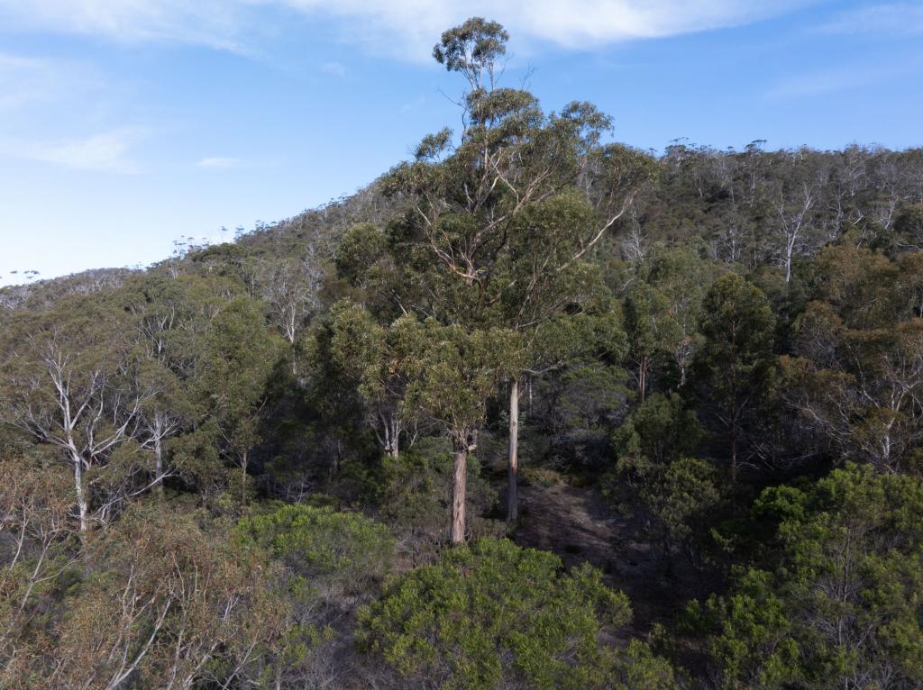 Lot 4/254 Harveys Farm Rd, Bicheno, TAS 7215