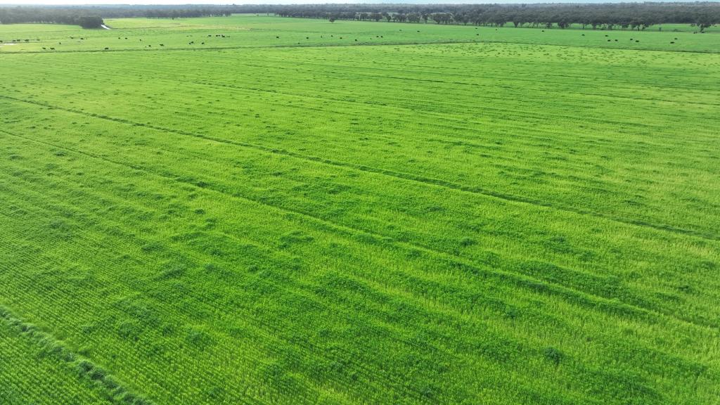 382 SANDY BRIDGE RD, BARHAM, NSW 2732