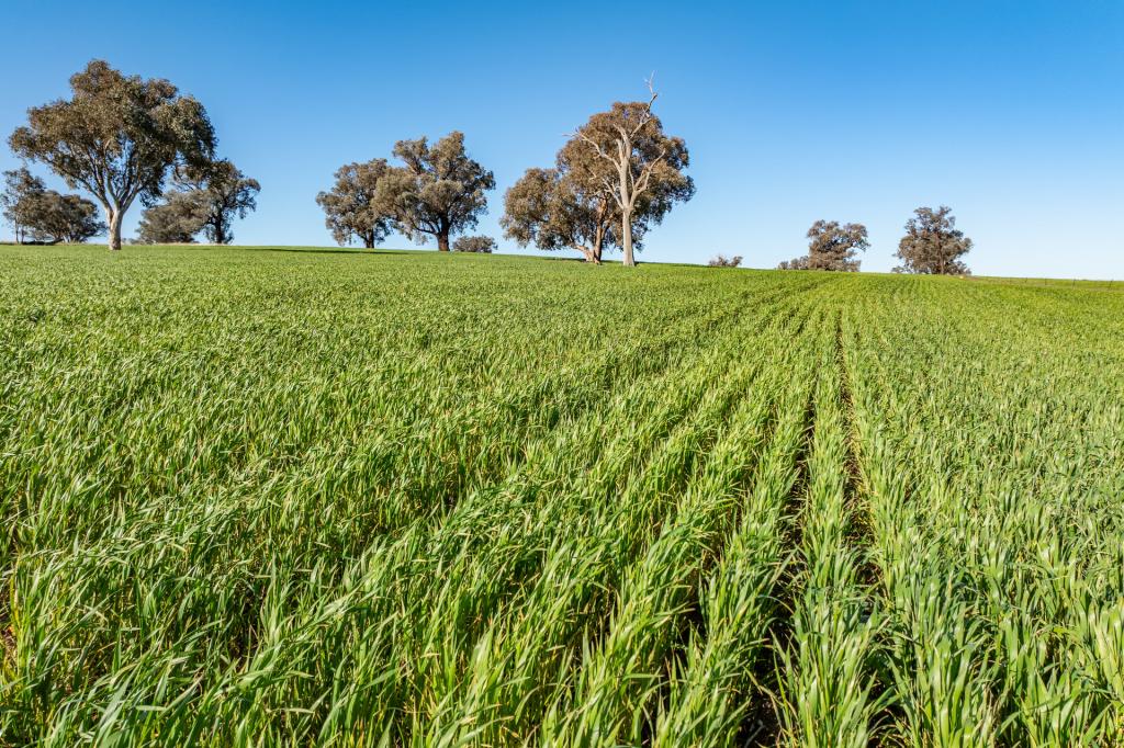  Bumbaldry Road, Greenethorpe, NSW 2809