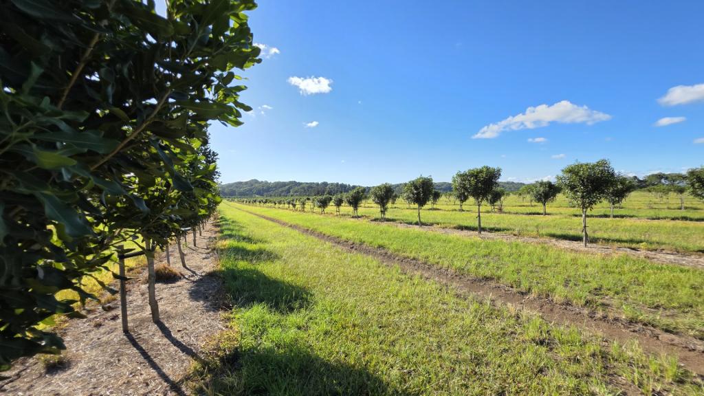 292 Pimlico Rd, Pimlico, NSW 2478