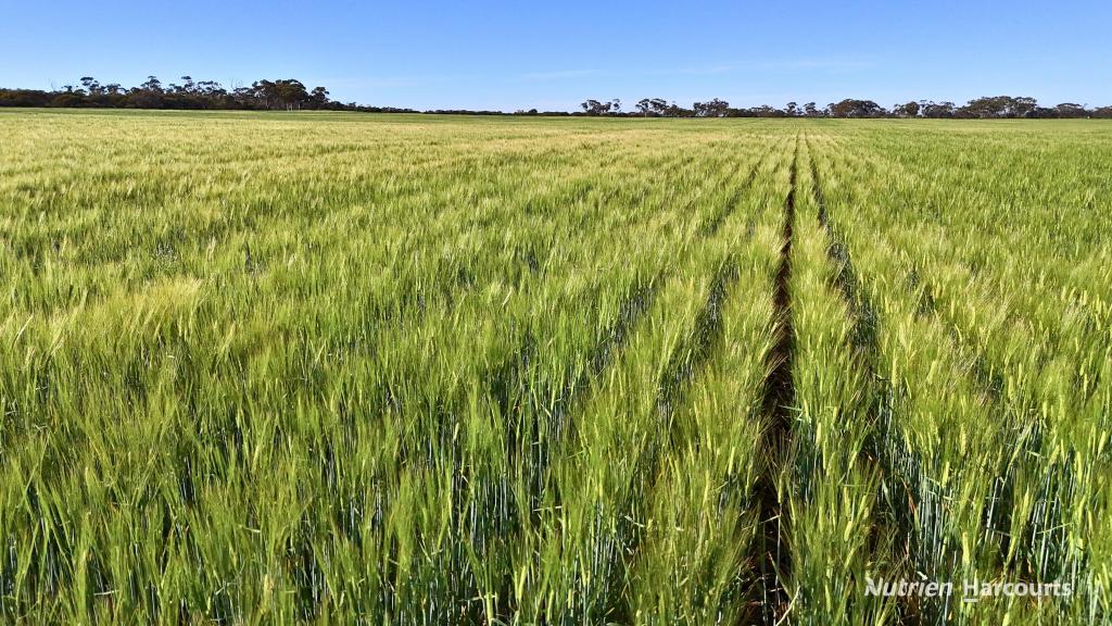 1650 Dulyalbin Rd, South Bodallin, WA 6424