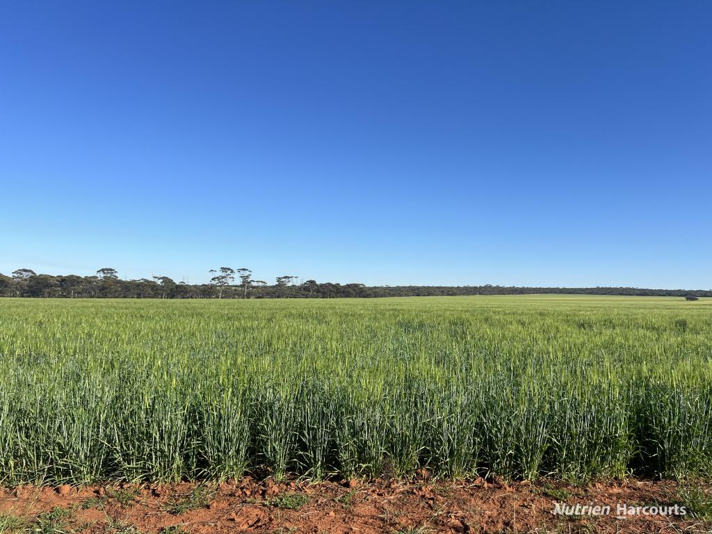 1650 Dulyalbin Rd, South Bodallin, WA 6424