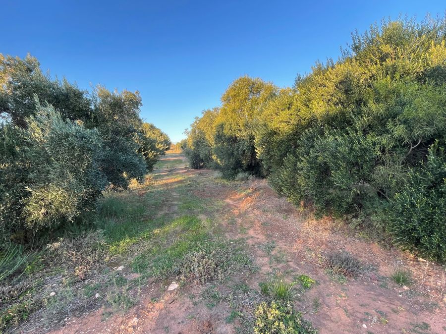 458 Mitchellville Rd, Cowell, SA 5602