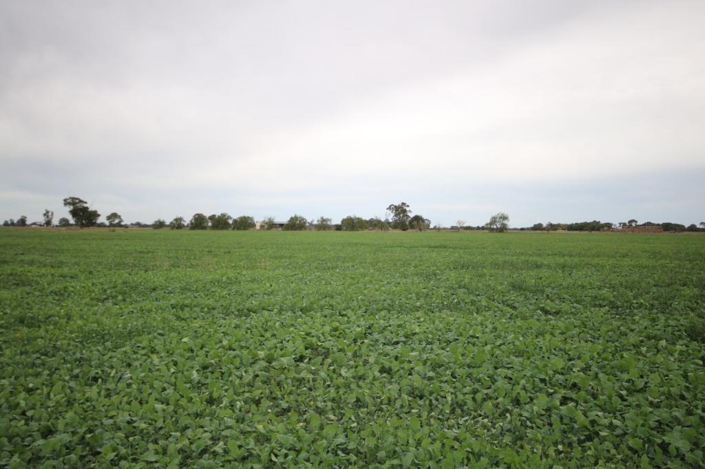 34 Stone Lane, Rochester, VIC 3561