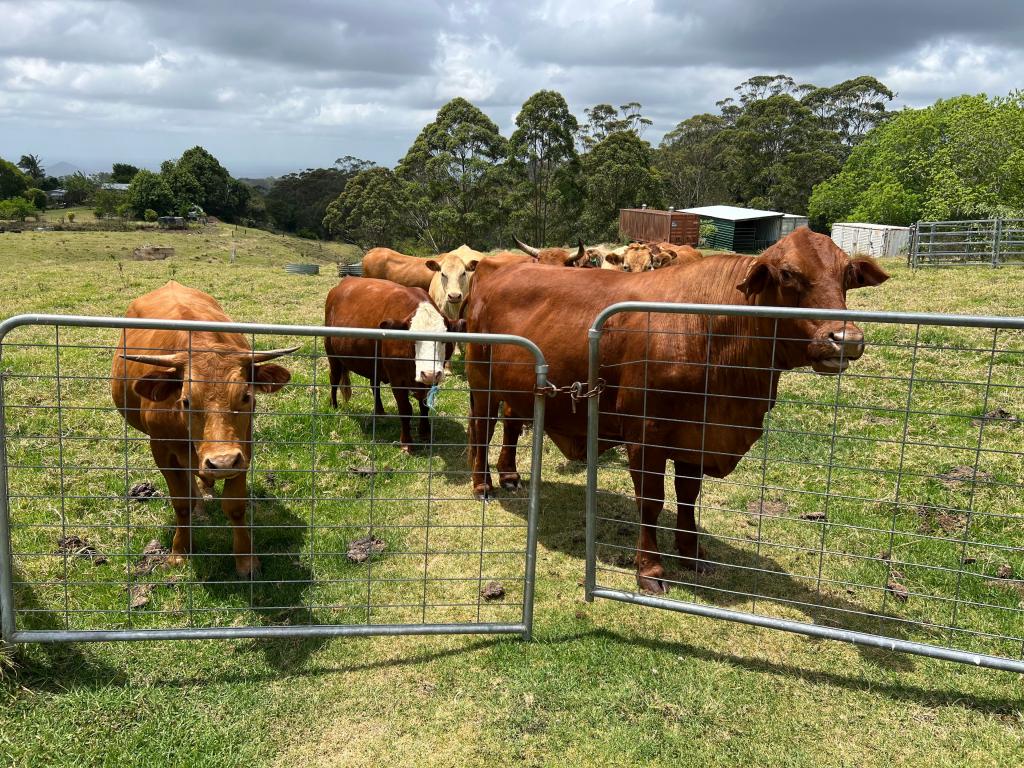 50 Horne Rd, Mount Mee, QLD 4521