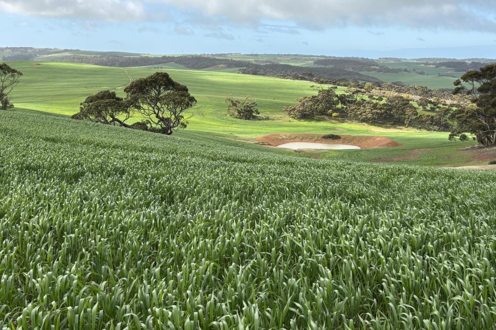 778 PILLAWORTA RD, KOPPIO, SA 5607