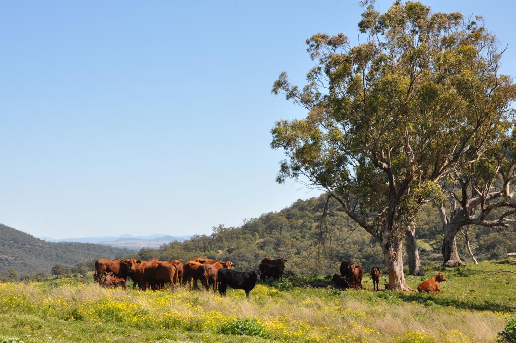 'Figtree' Rouchel Gap Rd, Mccullys Gap, NSW 2333