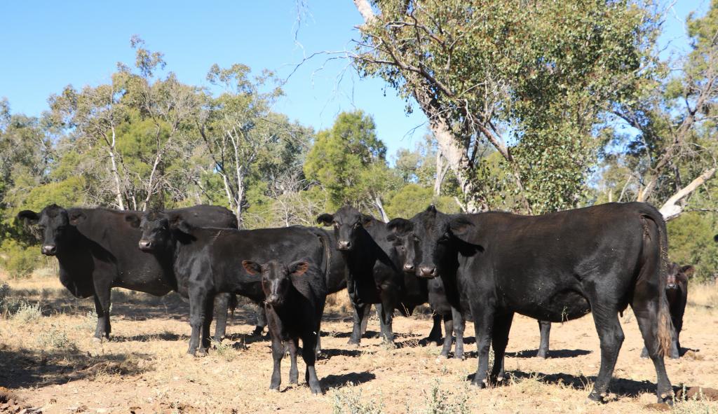 1100 Rocky Rd Sommariva Via, Morven, QLD 4468