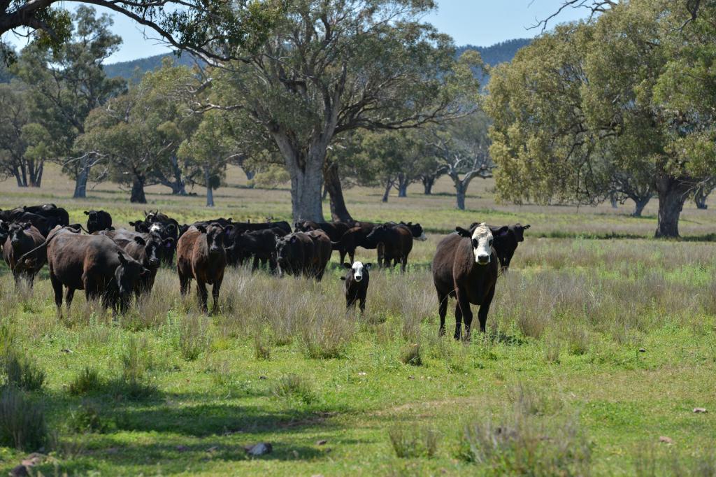 6292 Killarney Gap Rd, Narrabri, NSW 2390