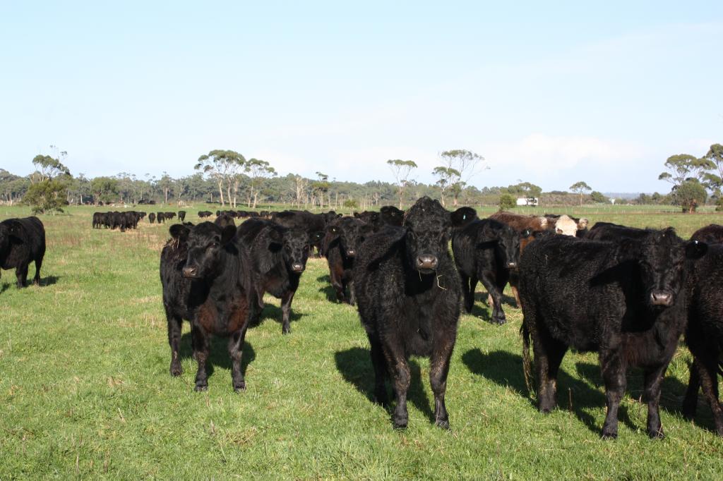 369 Giddens Rd, Smithton, TAS 7330