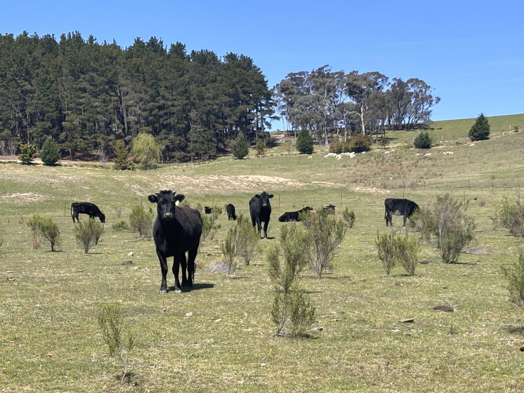 320 Camerons Rd, Running Stream, NSW 2850