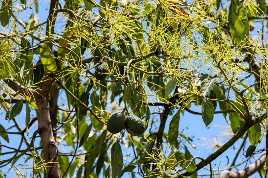 1255 Bulmers Rd, Hogarth Range, NSW 2469