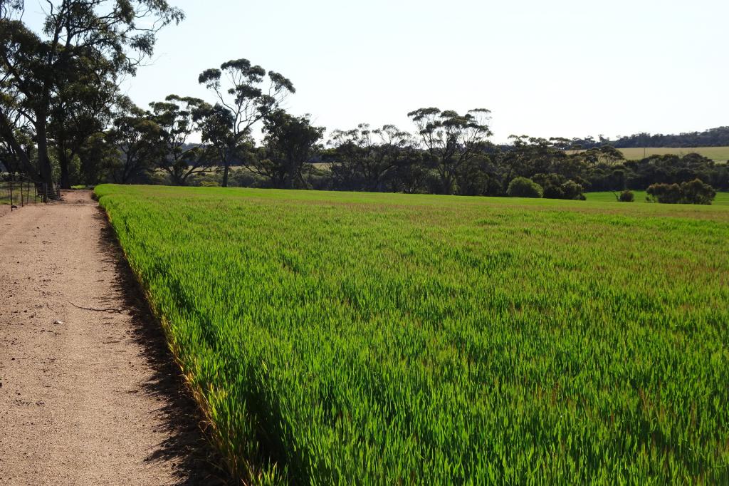 140 Yenellin Rd, Pingelly, WA 6308