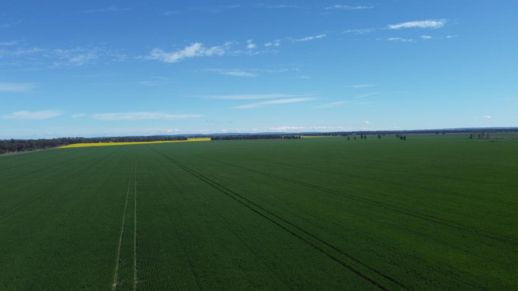 92 MILLERS LANE, TICHBORNE, NSW 2870