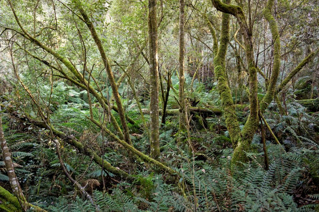 Lot 1, 660 Larcombes Rd, Reedy Marsh, TAS 7304