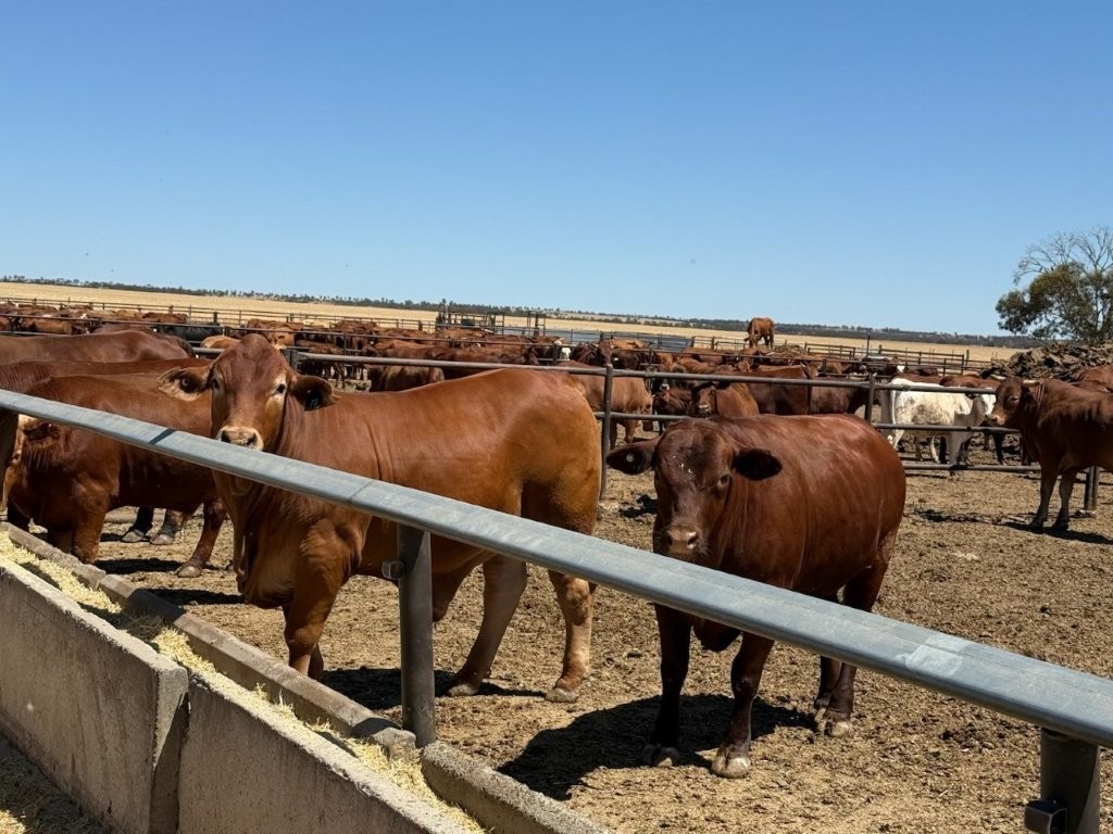 Wongawol Rd, Wiluna, WA 6646