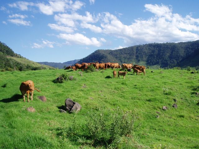 565 Illinbah Rd, Illinbah, QLD 4275