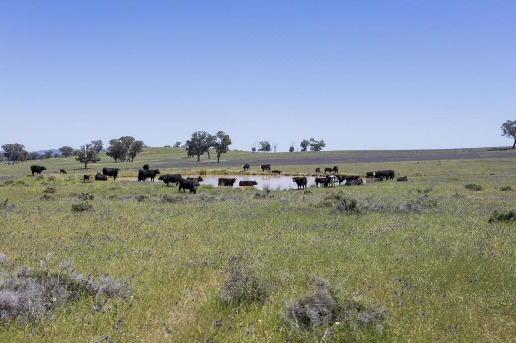 3 Gooloogong Siding Rd, Gooloogong, NSW 2805