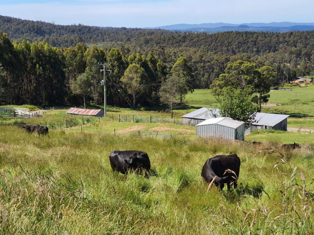 157 Beasleys Rd, Frankford, TAS 7275