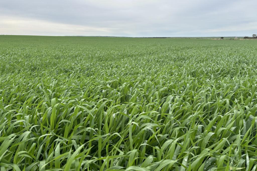Lot 67 South Coast Rd, Tumby Bay, SA 5605