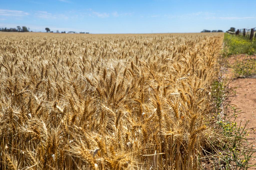 'Ryans' Severins Rd, Freeling, SA 5372