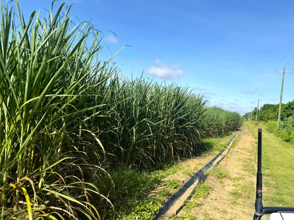 1214 Kirknie Rd, Osborne, QLD 4806