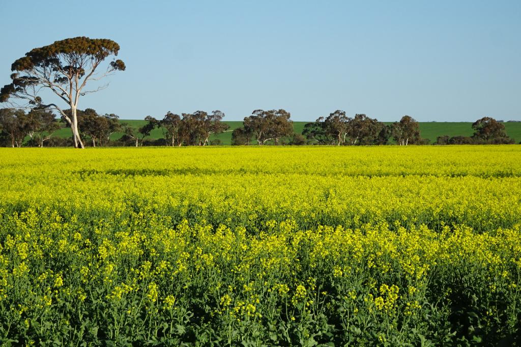 1103 Bullaring - Gorge Rock Rd, Bullaring, WA 6373