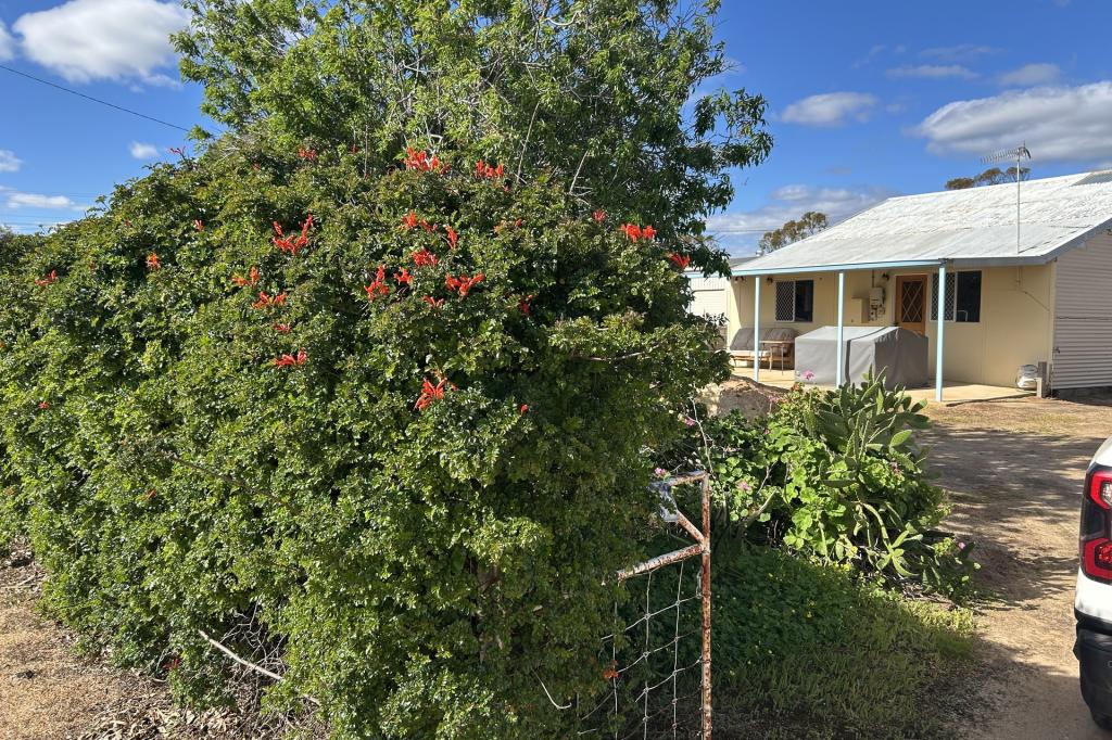 35 Allenby St, Koorda, WA 6475