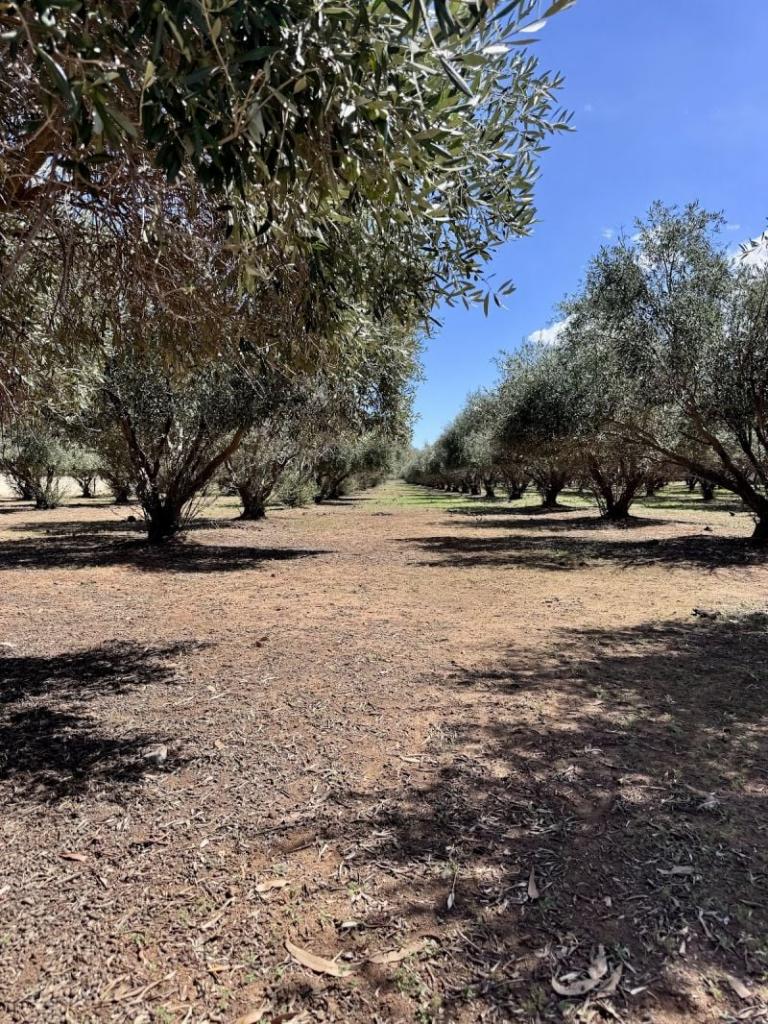 100 Stock Route Rd, Laura, SA 5480