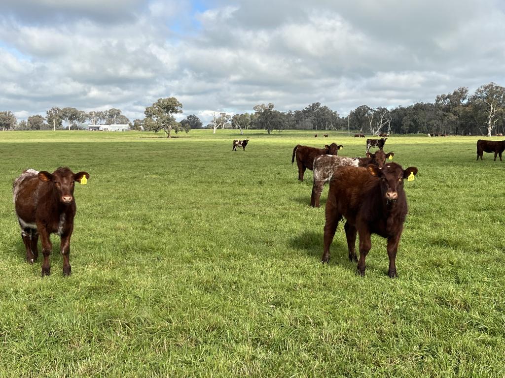 'Rocklyn' Nation Rd, Burrumbuttock, NSW 2642