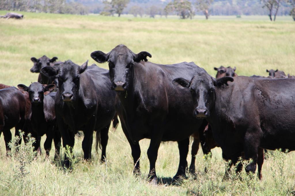 134 Ruwenzorie Rd Wellingrove, Glen Innes, NSW 2370