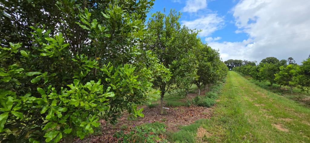 1808 Dunoon Rd, Dunoon, NSW 2480